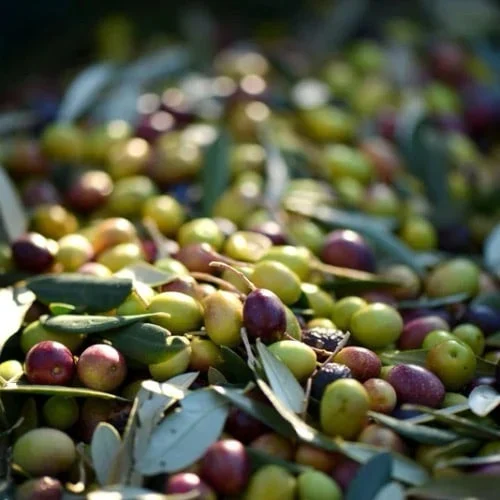 Olive 5