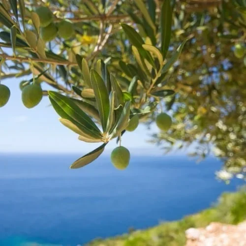 Olive 7
